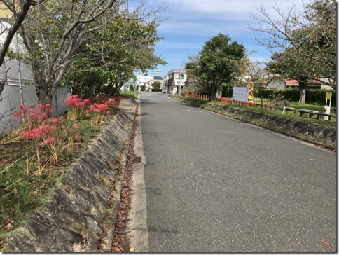 南部駅近くの道沿いに咲く曼珠沙華