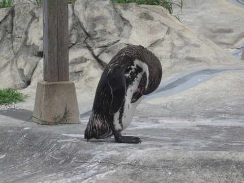 毛繕いペンギン＠日本平動物園