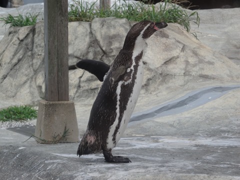 伸びをするペンギン＠日本平動物園