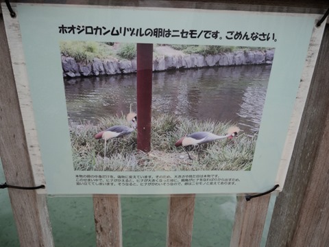 実は擬卵のホオジロカンムリヅル＠日本平動物園