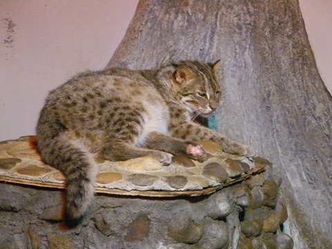 半分寝ているアムールヤマネコ＠日本平動物園